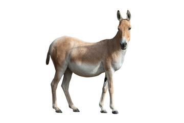 donkey (eguus hemionus) isolated on white background