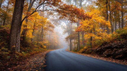 Obraz premium Autumnal forest road winding path