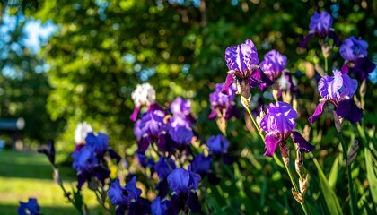 Purple and white irises in a garden setting.