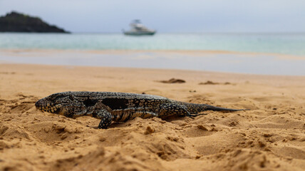Lagarto Mabuya em close-up sob luz natural em Fernando de Noronha