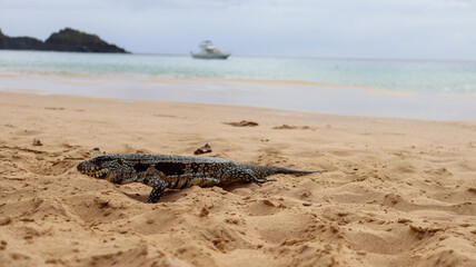 Iguana-preta marinha sobre a areia à beira do oceano, exibindo pele escura e textura rugosa. Animal costeiro adaptado à vida terrestre e aquática, mostrando a fauna tropical e ecossistema litorâneo