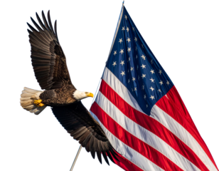 Realistic bald eagle in mid-flight wings fully spread holding or soaring alongside