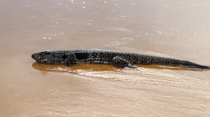 Mabuia, o pequeno lagarto de Noronha, aparece sobre o solo arenoso sob luz intensa, destacando seu corpo esguio e o ambiente natural da ilha tropical.