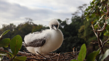 Filhote de atobá em Fernando de Noronha, ave marinha jovem com plumagem branca e fofa. Cena encantadora de vida selvagem e fauna tropical, mostrando aves em seu habitat natural à beira-mar