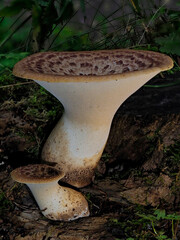 A side on view of a pair of Dryads Saddle Mushrooms, Cerioporus squamosus on a decaying tree stump...