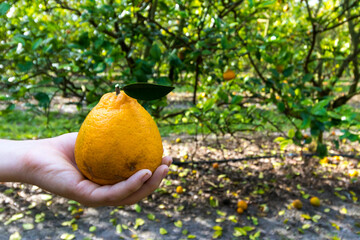 Holding a large and ripe orange in an orchard background