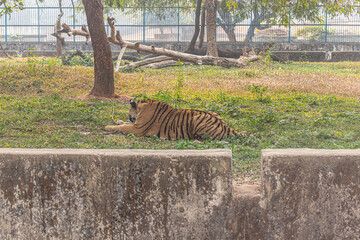 Majestic Bengal tiger resting alone on green grass inside secure enclosure at Mirpur Zoo.