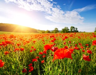 Fototapeta premium Vibrant poppy field at sunrise