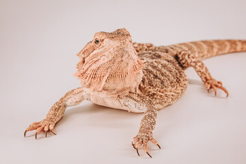 Bearded dragon