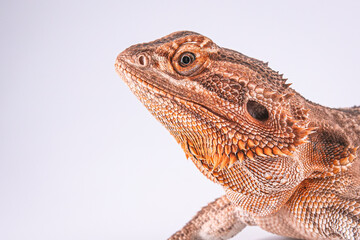 Bearded dragon