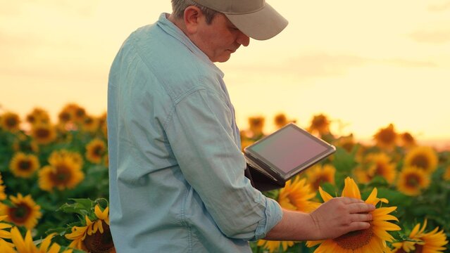 Farmer man working in sunflower field with computer tablet. Farmer businessman inspecting sunflower in field. Modern farmer growing sunflower plantations. Digital technologies in agriculture. Business - Powered by Adobe
