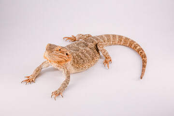 Bearded dragon