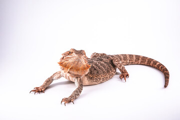 Bearded dragon