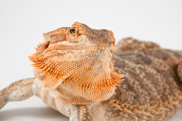 Bearded dragon
