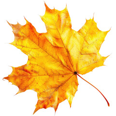 Fototapeta premium Vivid golden maple leaf isolated on black, autumn colors highlighted