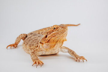 Bearded dragon
