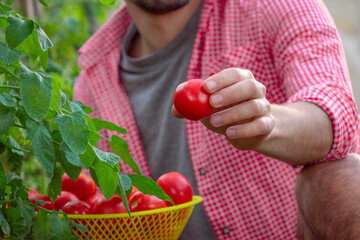 Harvesting season: a male gardener gently picks and places a ripe tomato into a yellow basket.