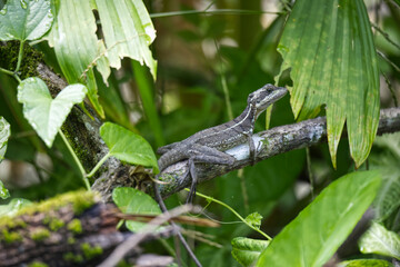 Big lizard on the green tree branch in Costa Rica