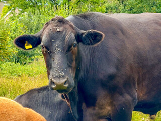 Mature cow looking at the camera with face covered in flies.