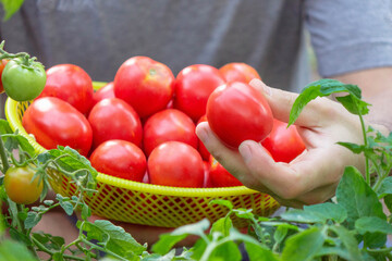 A hand holds a perfectly ripe red tomato, ready to be added to a basket of freshly picked...
