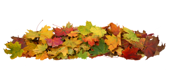 A heap of different maple dry leaves cutout .  Foliage colors in the fall season