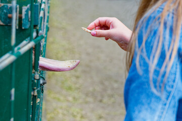 Metal fence with protruding animal tongue reaching for bread