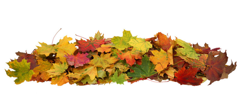 A heap of different maple dry leaves cutout .  Foliage colors in the fall season