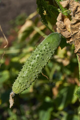 Macro photo of a cucumber on a bush against a background of green leaves. A cucumber covered with small thorns grows surrounded by green foliage. Eco-friendly product, agriculture and natural food.