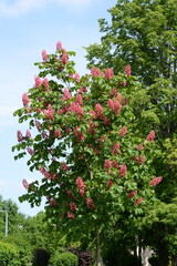 Fleischrote Rosskastanie