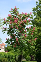 Fleischrote Rosskastanie