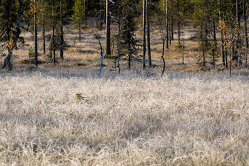 Obraz premium Early morning landscape in the bog with frozen grass and trees on the background in Finnish nature