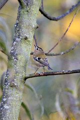 Goldcrest (Regulus regulus) Europe’s smallest bird often found in coniferous woodlands