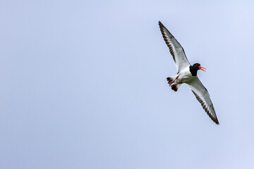 European Oystercatcher (Haematopus ostralegus) commonly found on European coasts