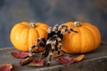 Close-up of a hairy tarantula with black and orange legs on small decorative pumpkins, surrounded...