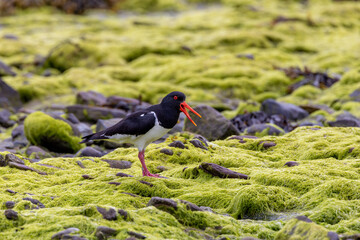 European Oystercatcher (Haematopus ostralegus) commonly found on European coasts