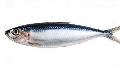 sardine fish cutout isolated on white side view on transparent