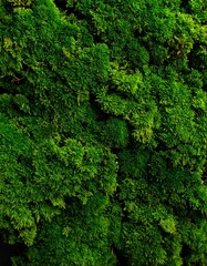 Fototapeta premium Green moss wall texture