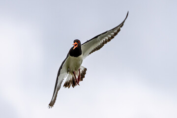 European Oystercatcher (Haematopus ostralegus) commonly found on European coasts