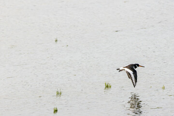 European Oystercatcher (Haematopus ostralegus) commonly found on European coasts