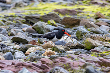 European Oystercatcher (Haematopus ostralegus) commonly found on European coasts