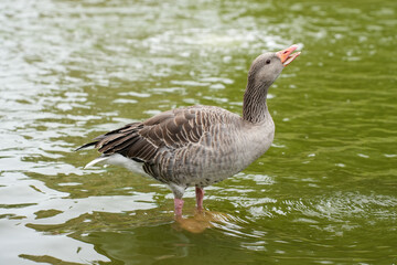 A greylag goose swimming peacefully in the calm water of a lake in Copenhagen, Denmark.