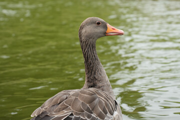 A detailed close-up portrait of a greylag goose, focusing on its head and neck, in Copenhagen, Denmark.