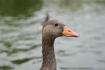 An extreme close-up of a curious greylag goose's head, showing detail of its eye and orange beak in Copenhagen, Denmark.