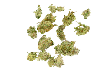marijuana buds