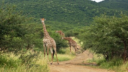 Family of giraffes grazing among trees in the African savanna, close-up of heads and necks eating...