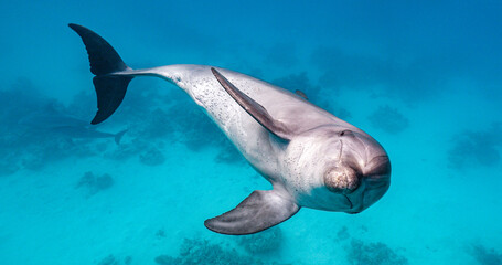 Bottlenose Dolphin playing in the blue water of Red sea. Underwater shot of wild dolphin taking breath. Aquatic marine animals in their natural habitat. Closeup of friendly bottlenose. Wildlife nature