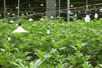 Cannabis plants growing under lamps in a greenhouse