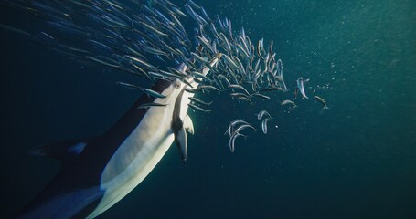 Stunning underwater footage capturing a pod of common dolphins in a feeding frenzy as they hunt sardines. This dynamic and high-quality stock footage showcases the speed, agility, and teamwork.