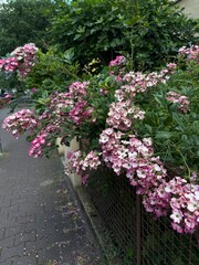 flowers in the garden