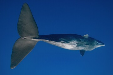 Underwater footage showing adult female sperm whale, full body picture. Concept of natural habitat...